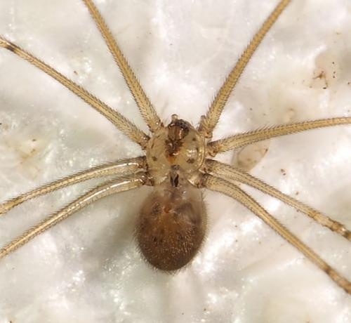 Réf. 288 865 : Physocyclus globosus